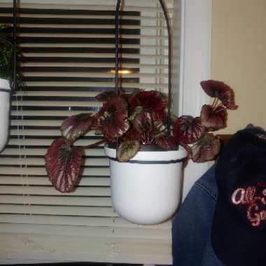 Begonia (Rex Cultorum Group)  syn. Begonia rex