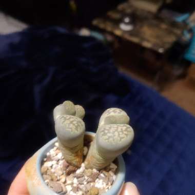 Lithops