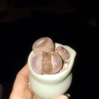 Lithops Aucampiae