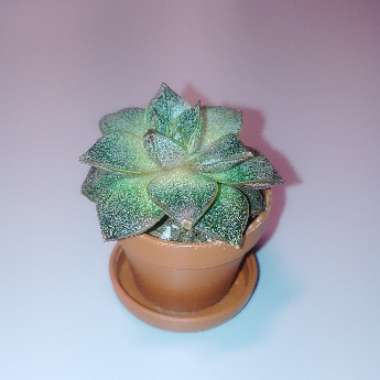 Echeveria Purpusorum