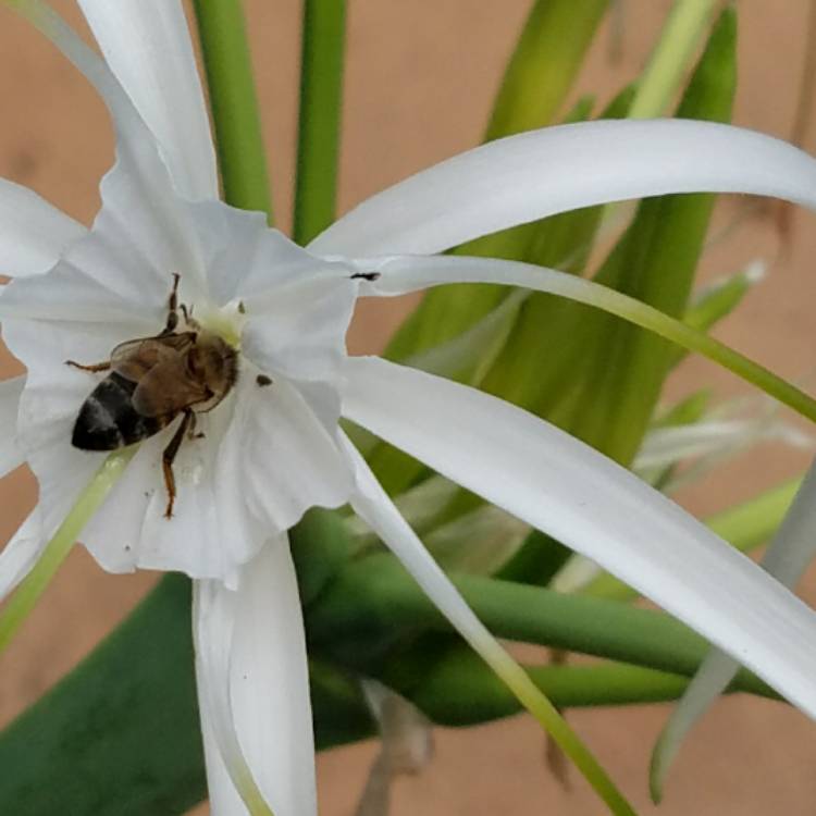 Plant image Hymenocallis acutifolia syn. Hymenocallis littoralis var. acutifolia