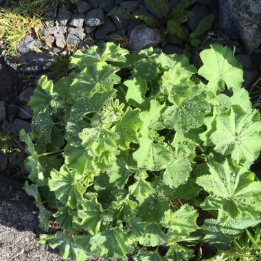 Alchemilla