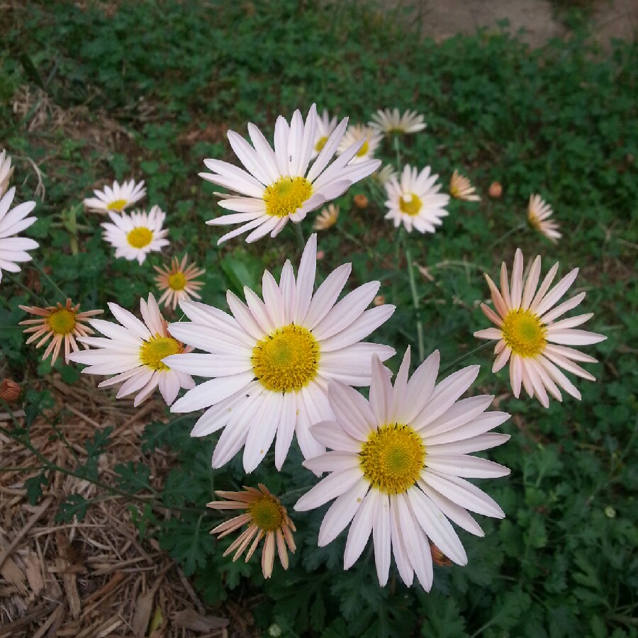 Chrysanthemum 'Autumn Bronze'