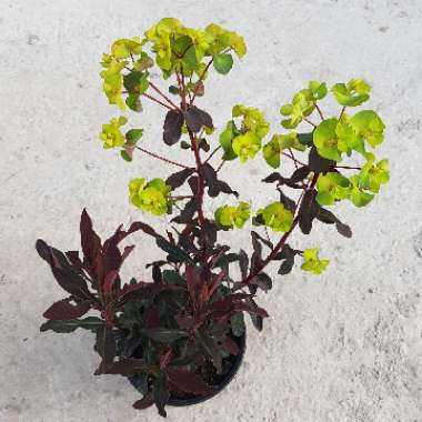 Euphorbia amygdaloides 'Purpurea' syn. Euphorbia amygdaloides 'Rubra'