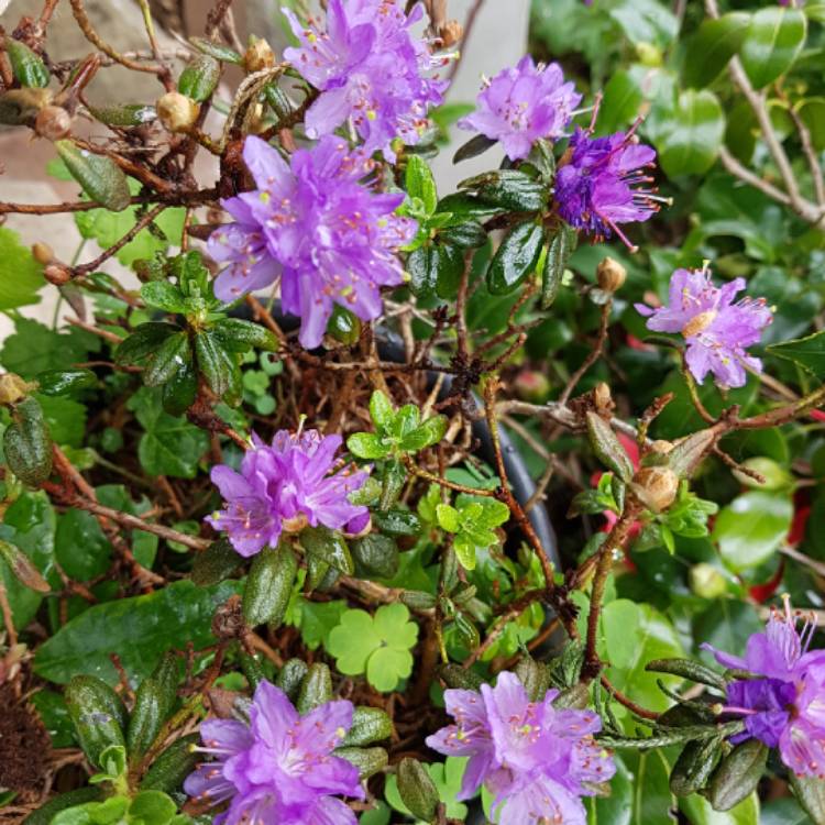 Plant image Rhododendron Fastigiatum 'Blue Steel'