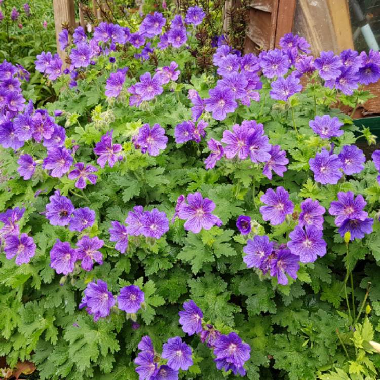 Plant image Geranium