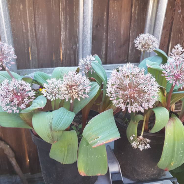 Plant image Allium stipitatum 'Mount Everest'