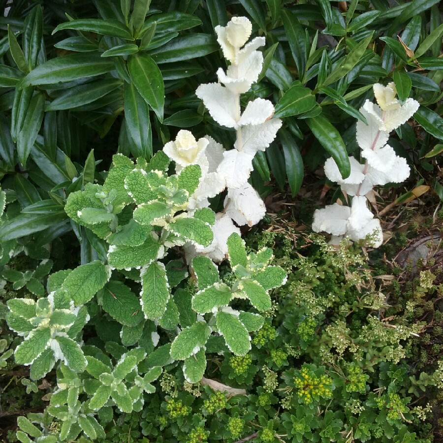 Plant image Mentha suaveolens 'Variegata'