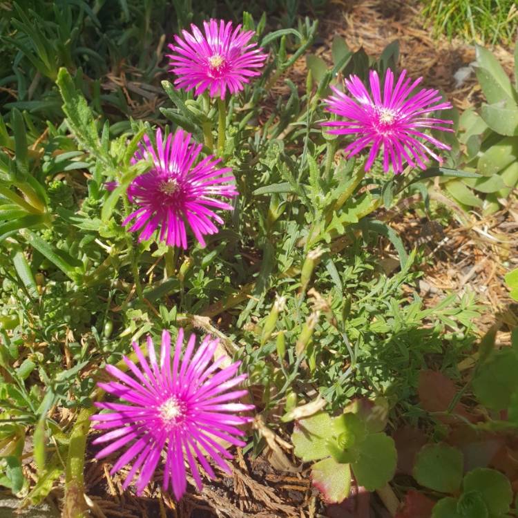 Plant image Lampranthus