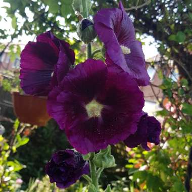 Alcea rosea  syn. Althaea rosea