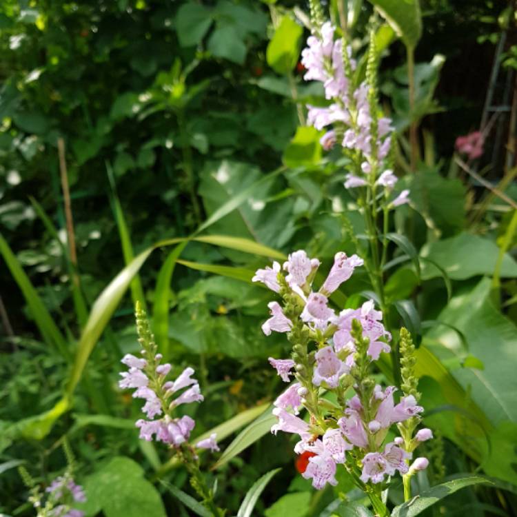 Plant image Physostegia virginiana 'Summer Snow'