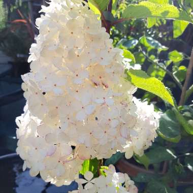 Hydrangea paniculata 'Vanille Fraise' (syn.'Renhy')