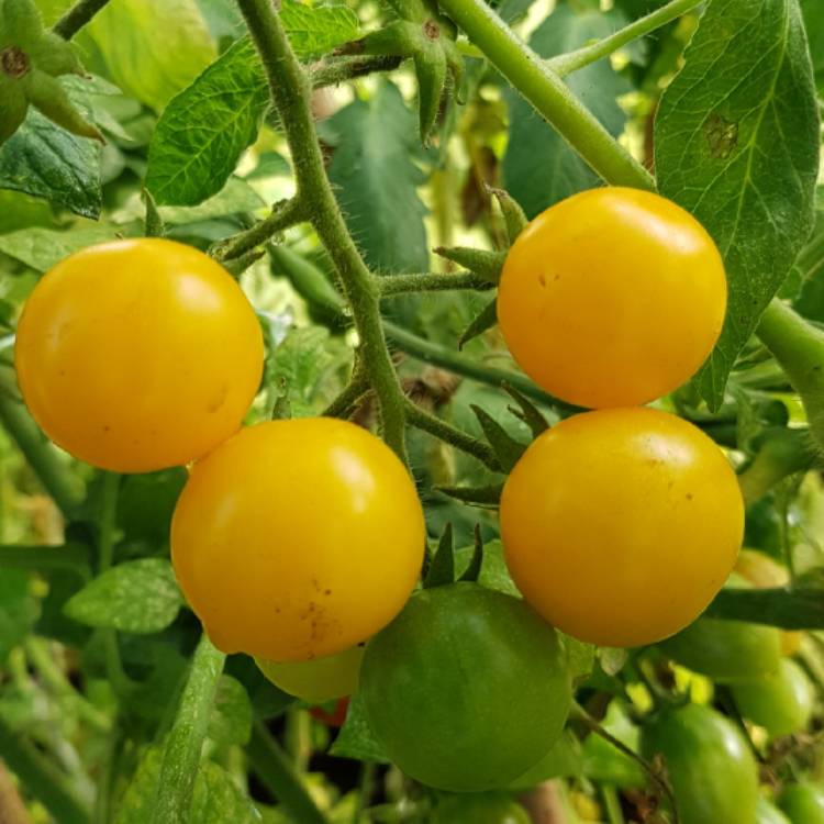 Plant image Solanum Lycopersicum 'Sunbaby'