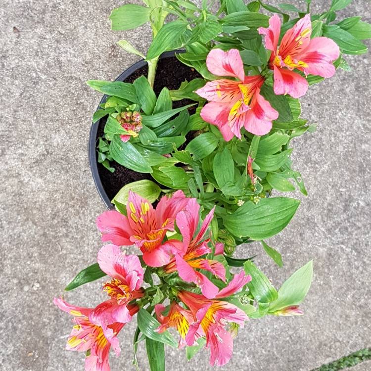 Plant image Alstroemeria