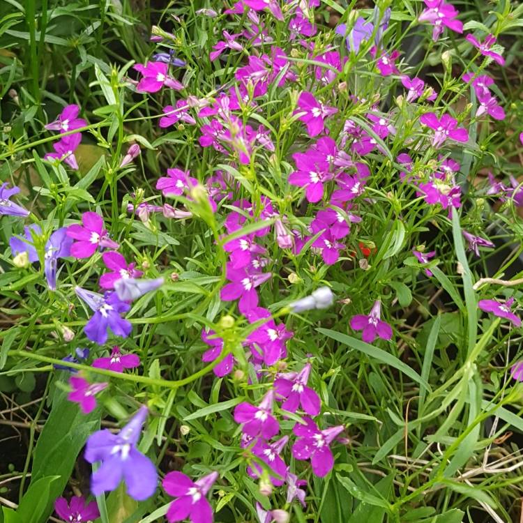 Plant image Lobelia x speciosa