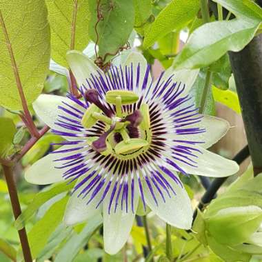 Passiflora