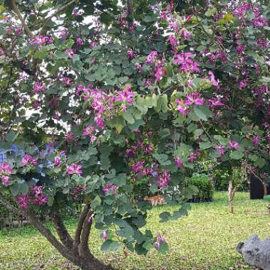 Bauhinia x  blakeana