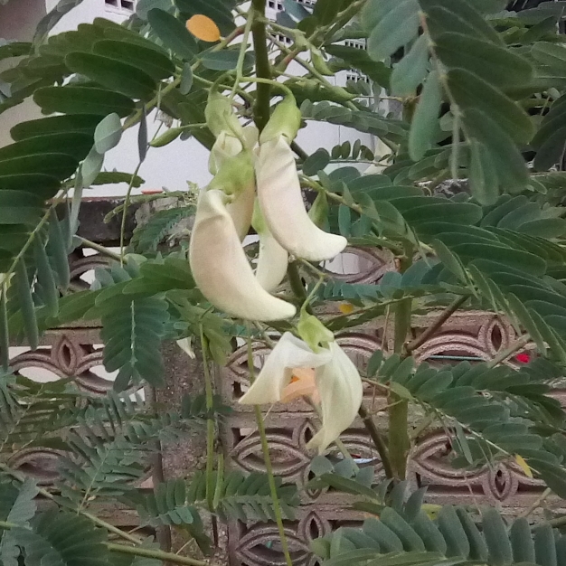 Plant image Clianthus maximus