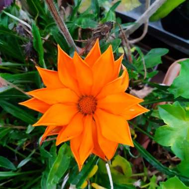 Gazania