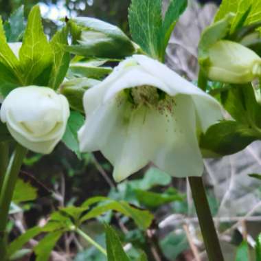 Helleborus