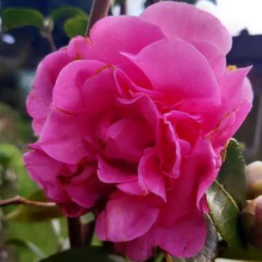 Camellia