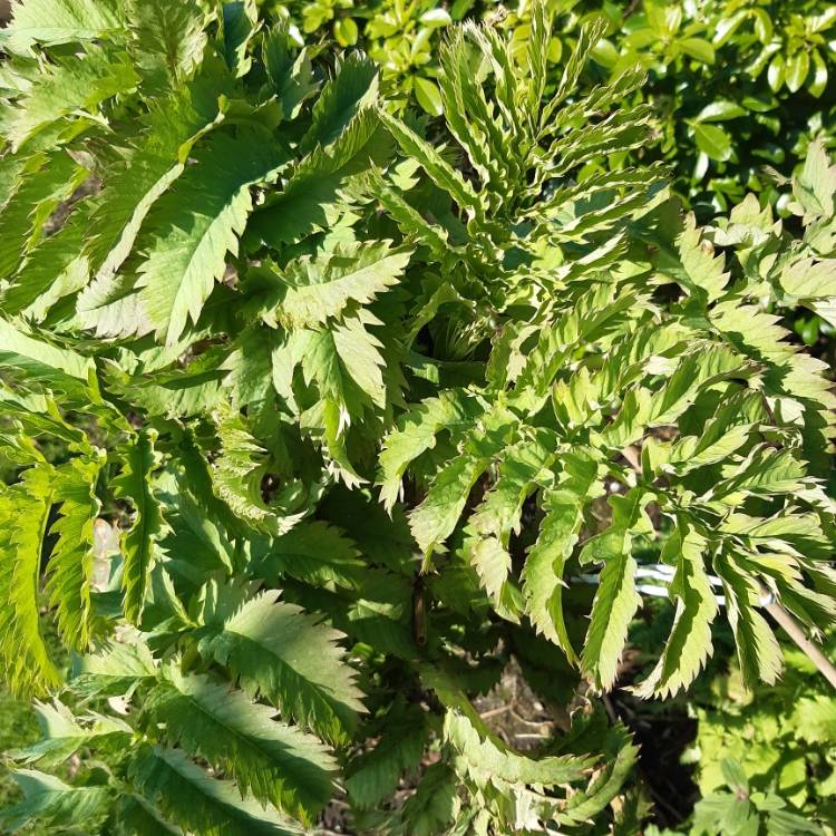 Plant image Melianthus major 'Purple Haze'