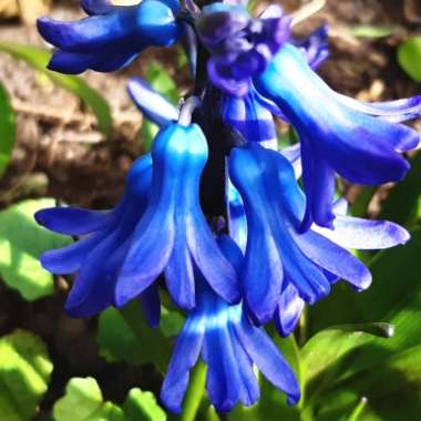 Hyacinthus orientalis