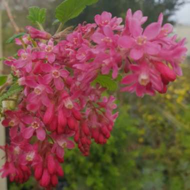 Ribes sanguineum