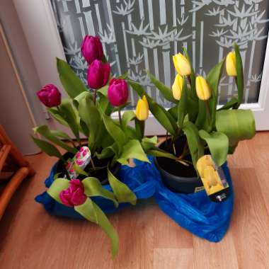 Tulipa