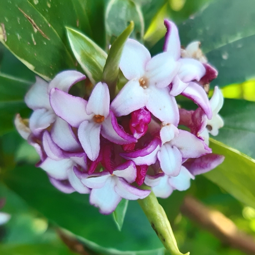 Plant image Daphne