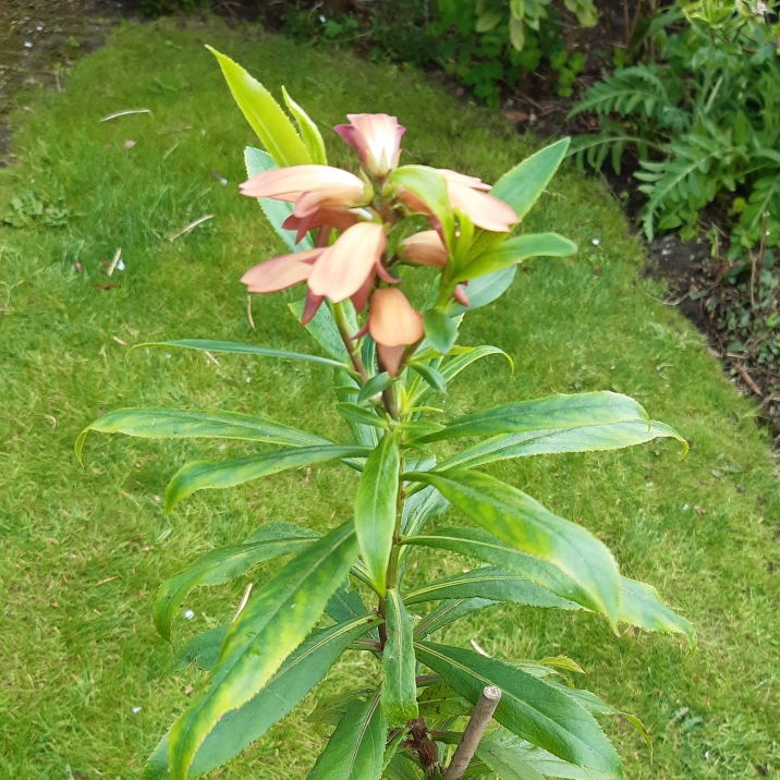 Plant image Digitalis canariensis syn. Isoplexis canariensis