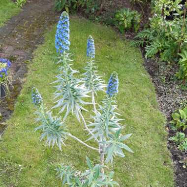 Echium candicans syn. Echium fastuosum