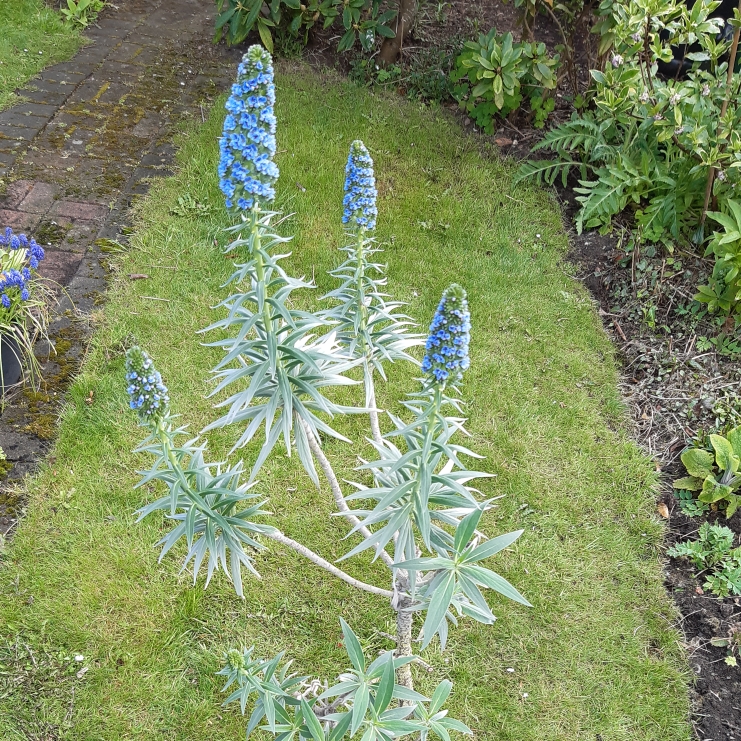 Plant image Echium candicans syn. Echium fastuosum