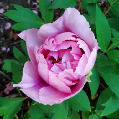 Paeonia