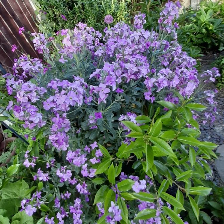 Plant image Matthiola Bicornis