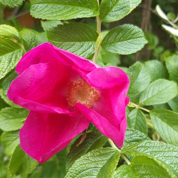 Plant image Rosa rugosa 'Pink'