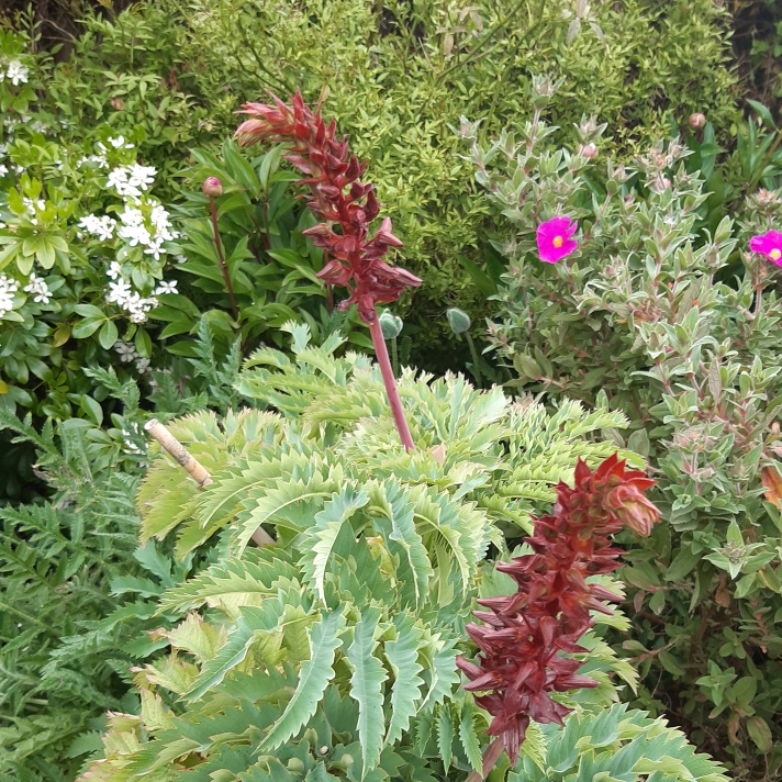 Plant image Melianthus major