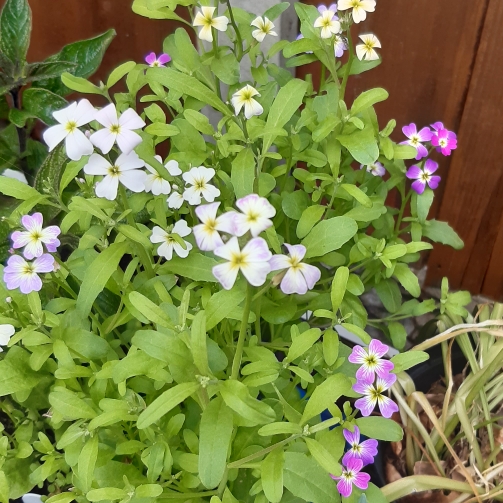 Plant image Malcolmia maritima