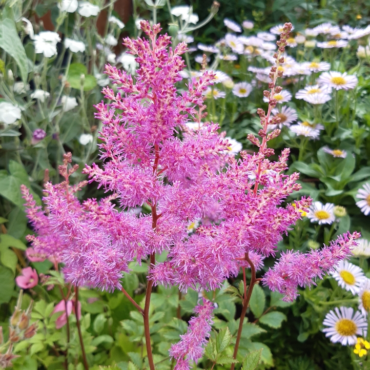 Plant image Astilbe chinensis var. pumila