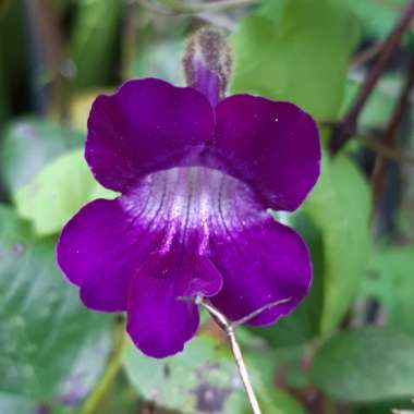 Asarina Scandens