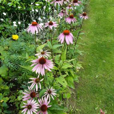 Echinacea