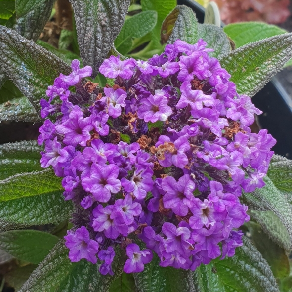 Plant image Heliotropium arborescens 'Marine'