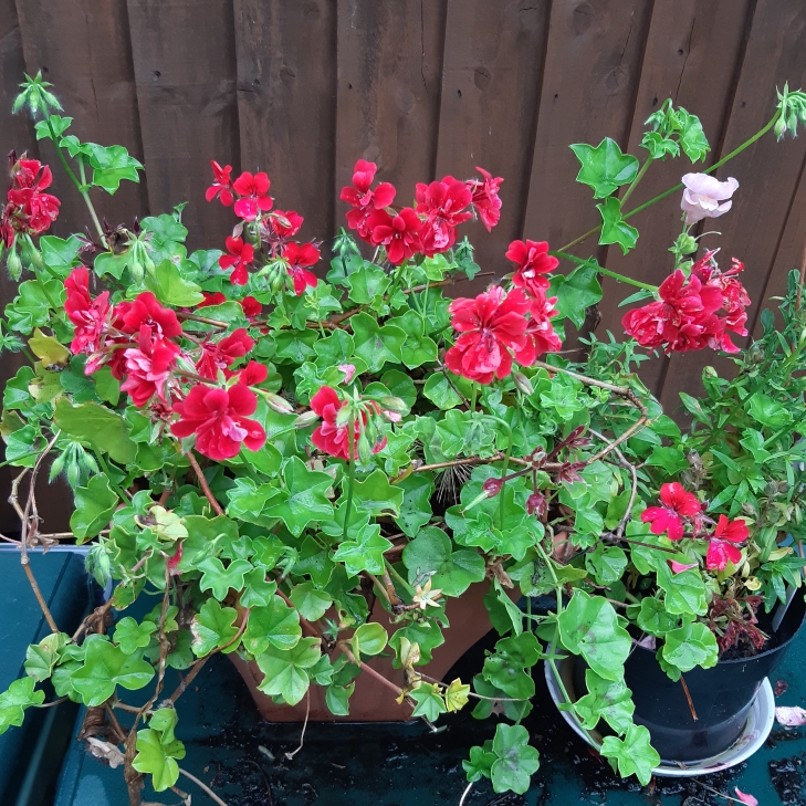 Plant image Pelargonium peltatum