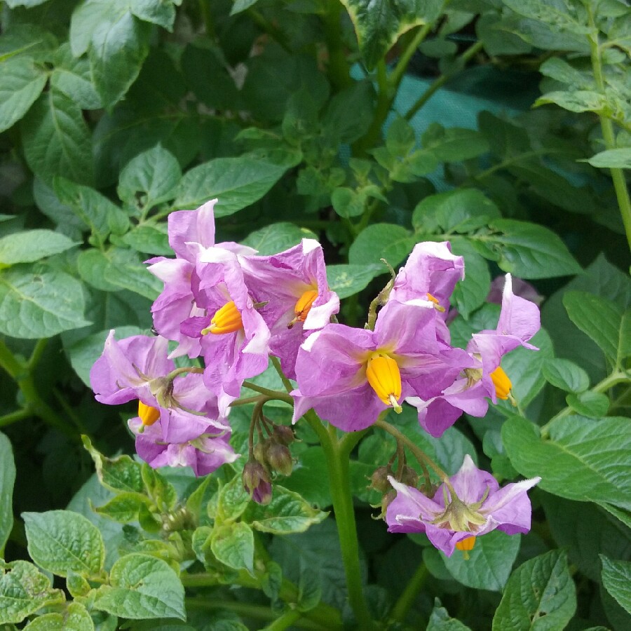 Solanum tuberosum