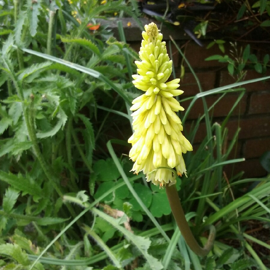 Plant image Kniphofia 'Percy's Pride'