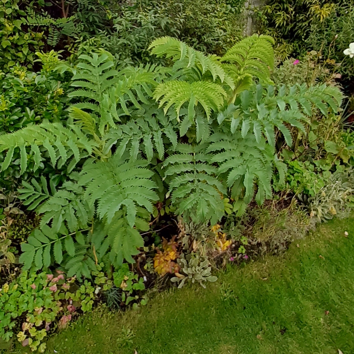 Plant image Melianthus major