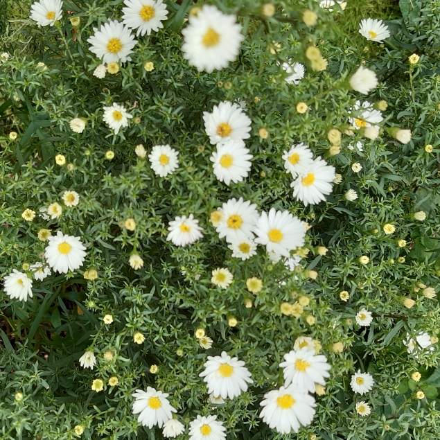 Plant image Aster novi-belgii 'White Opal'