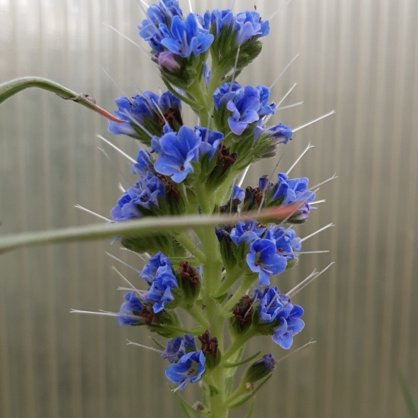 plant image 1472453