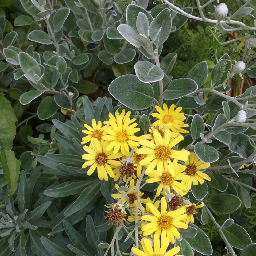 Plant image Senecio brachyglottis 'sunshine'