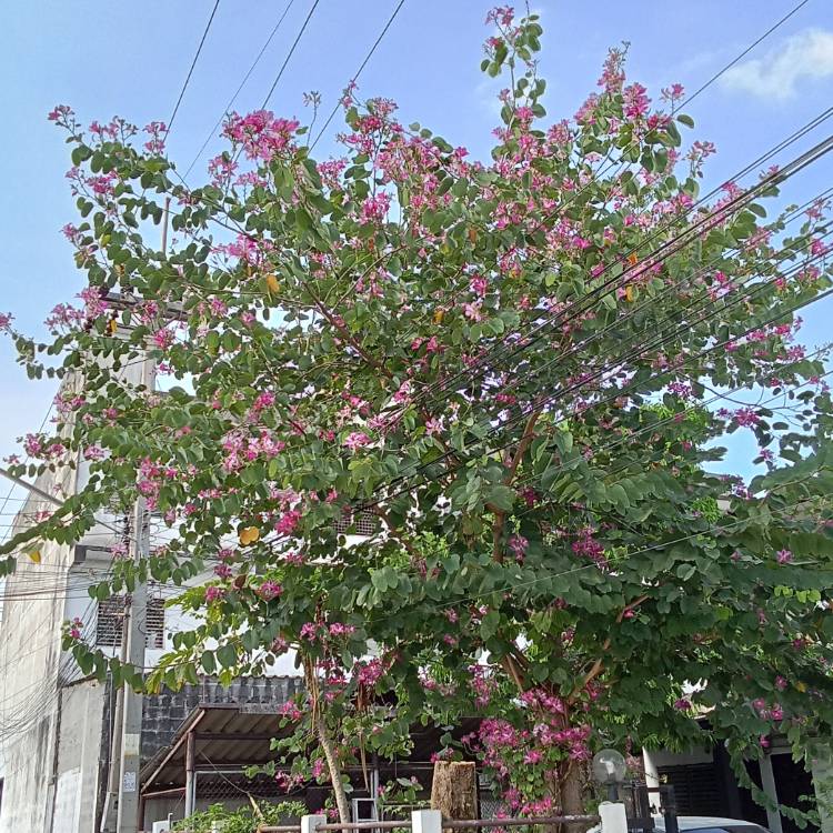 Plant image Bauhinia x  blakeana